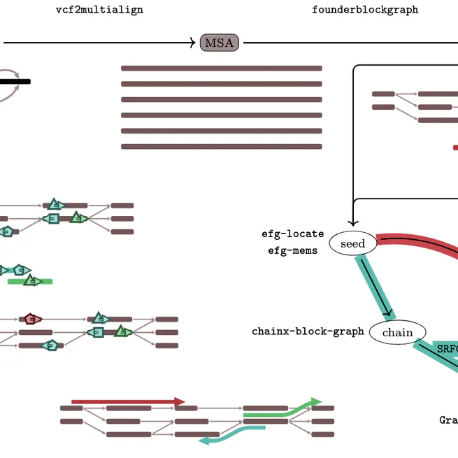 Exploiting uniqueness: seed-chain-extend alignment on elastic founder graphs